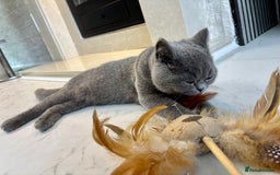 British Shorthair cats for sale: ❣️British Shorthair Kittens Blue❣️ - Image 22