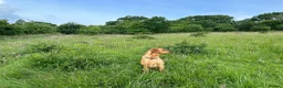 Labrador Retriever dogs for stud: Stunning Fox Red Labrador - Advert 6