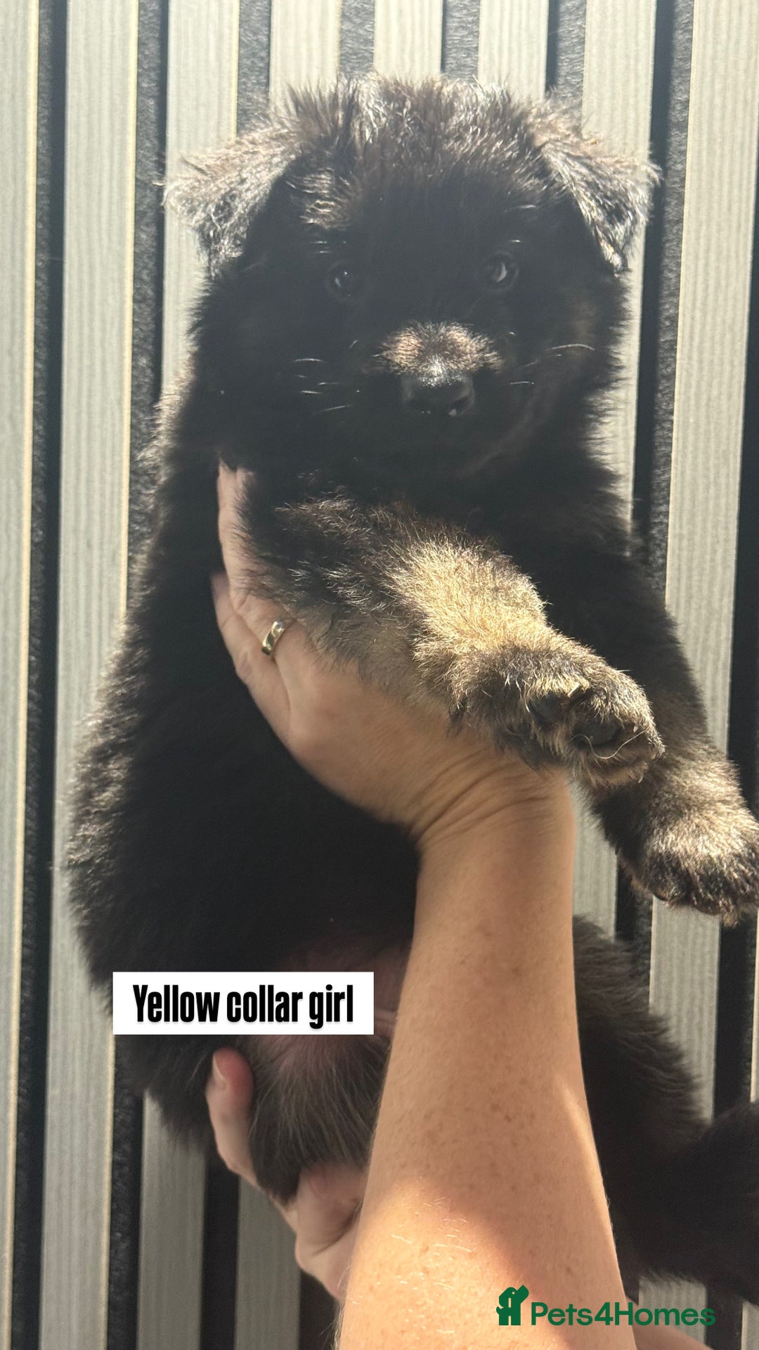 German Shepherd dogs for sale: German shepherd puppies.  - Image 2