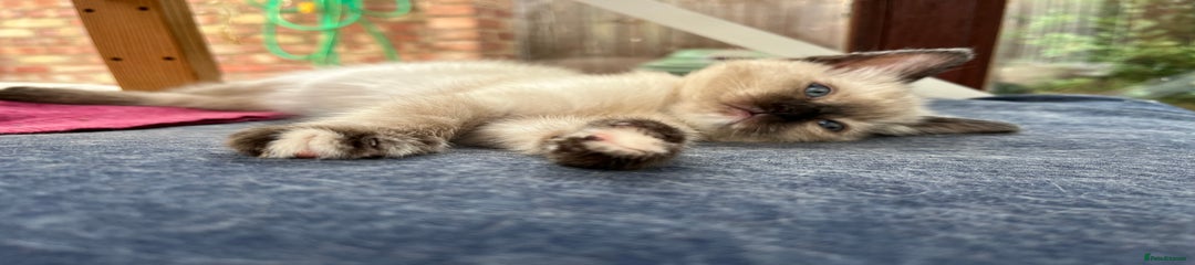 Ragdoll Kitten 3