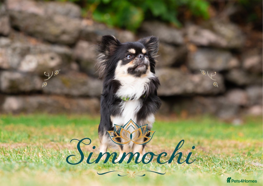 Chihuahua dogs for stud: Exceptional Thai line  - Advert 2