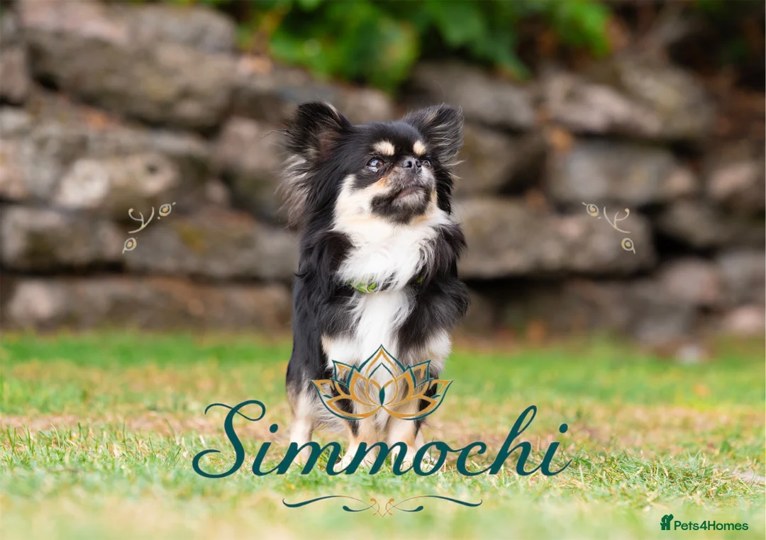 Chihuahua dogs for stud: Exceptional Thai line  - Advert 2