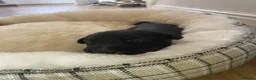 Lurcher dogs for sale: Beautiful Lurcher Puppies for Sale - Advert 5