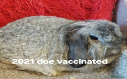 Mini Lop rabbits for sale: Minilops/mini lionlops available  - Image 4