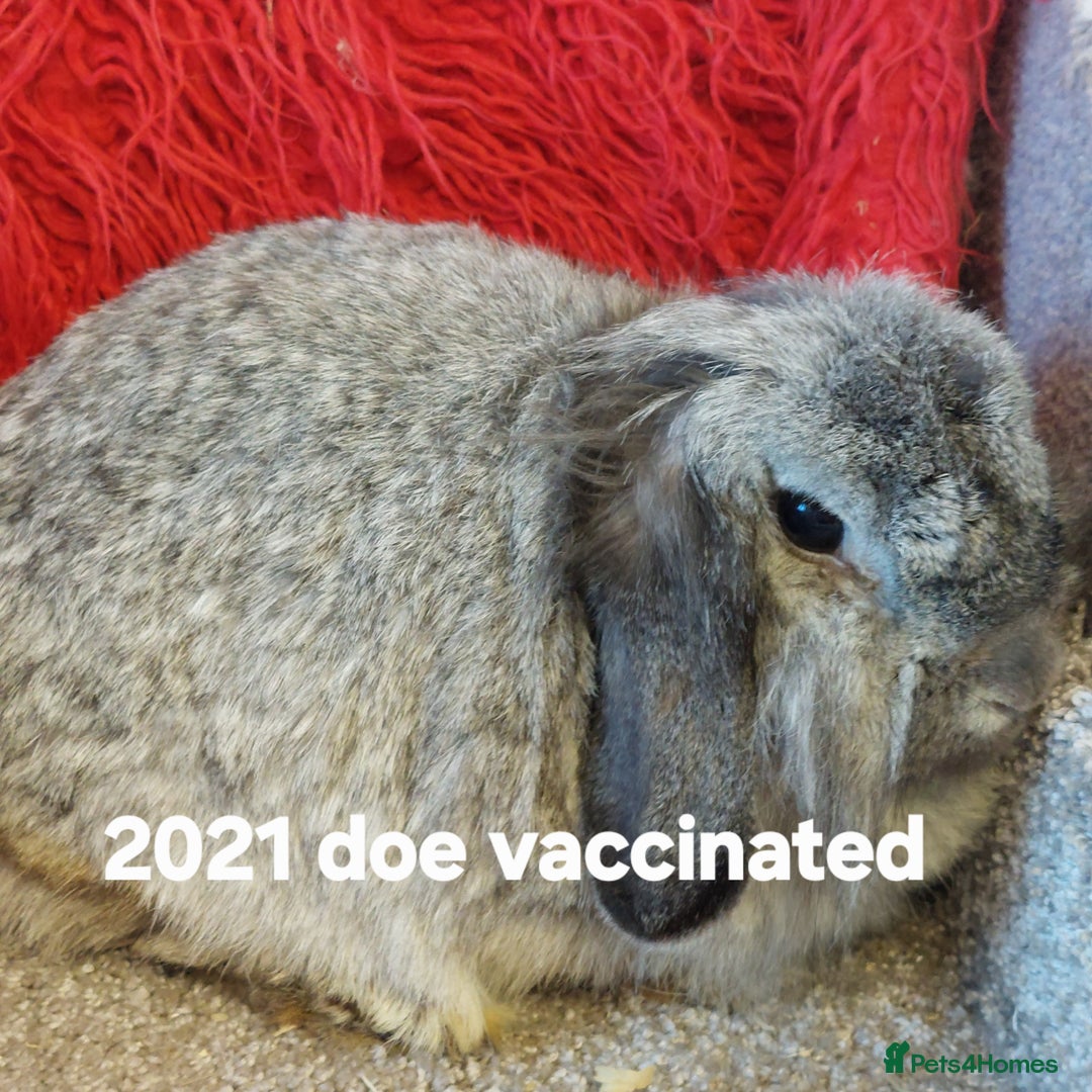 Mini Lop rabbits for sale: Minilops/mini lionlops available  - Image 4