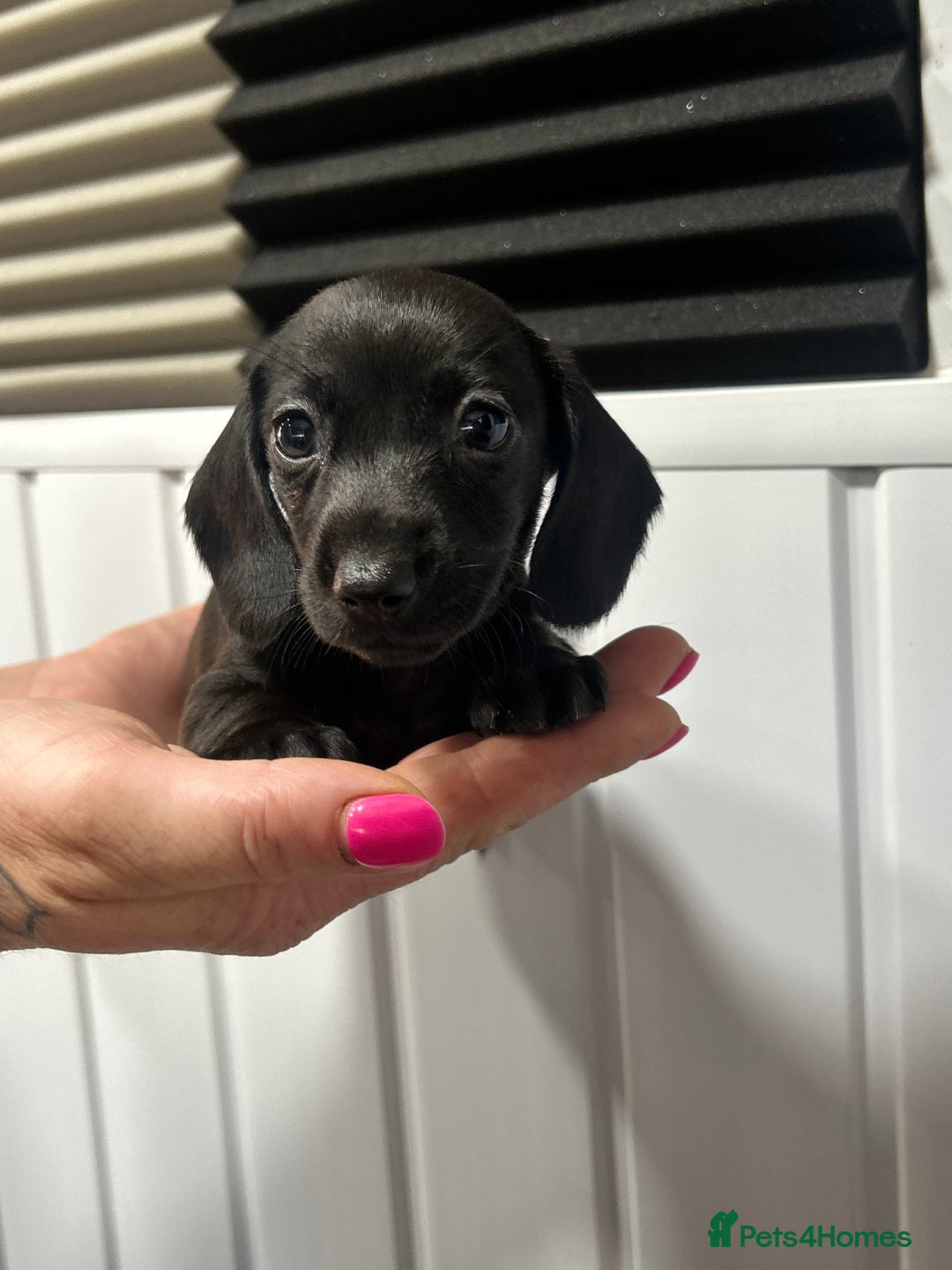 Miniature Dachshund dogs for sale: READY NOW! DAPPLE MINIATURE DACHSHUNDS⭐️ - Image 7