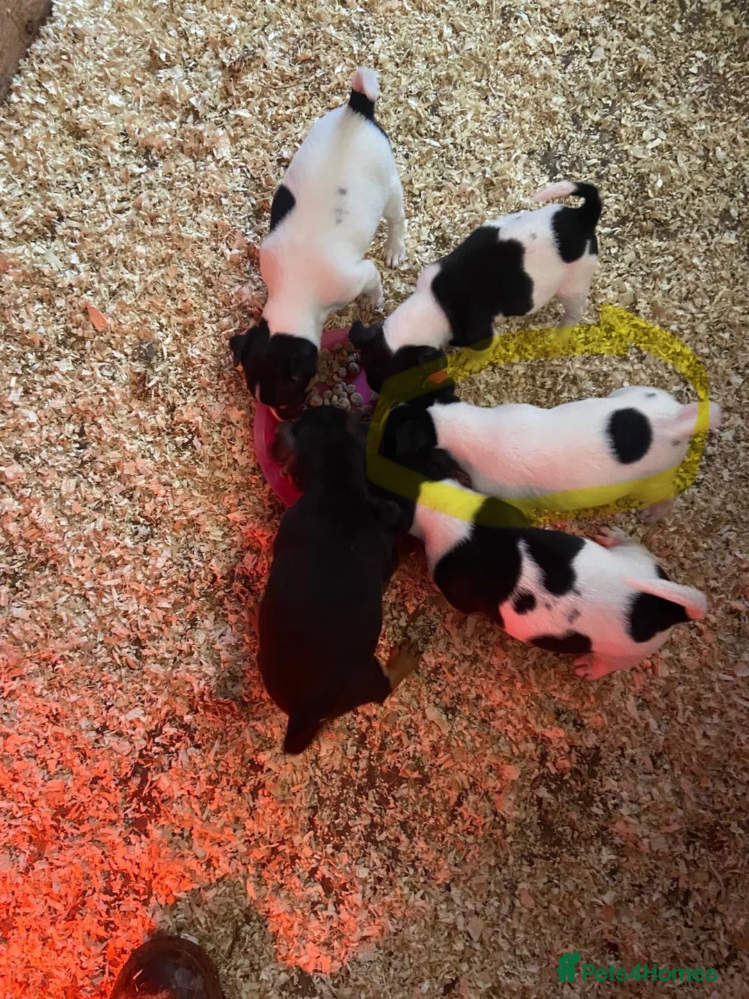 Jack Russell dogs for sale: True to type jack Russel puppies  - Advert 2