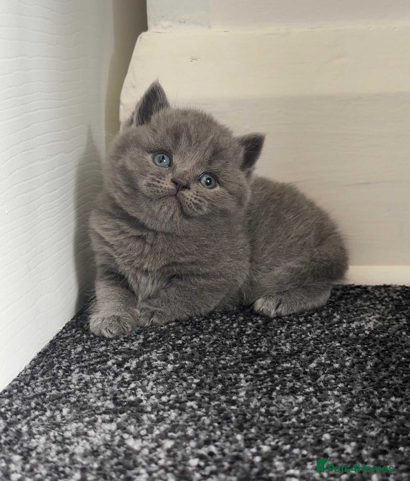 British Shorthair cats GCCF registered blue male kitten - Advert 17