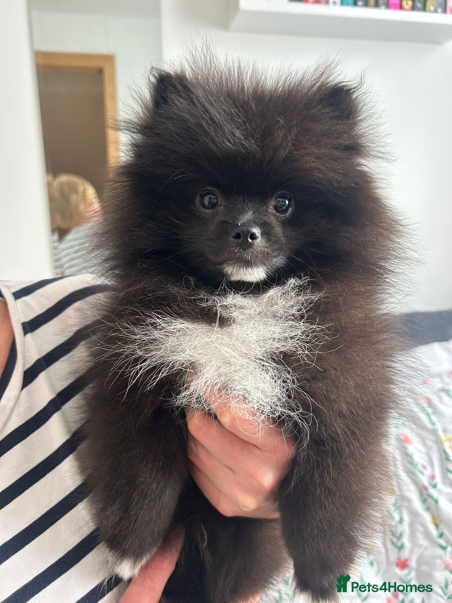 Pomeranian dogs Pomeranians - Advert 7