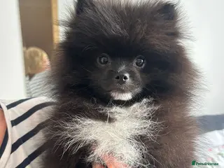 Pomeranian dogs Pomeranians - Advert 16