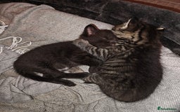 Mixed Breed cats for sale: Ragdoll (mum) X Tabby (dad) - blue eyes ! - Image 4