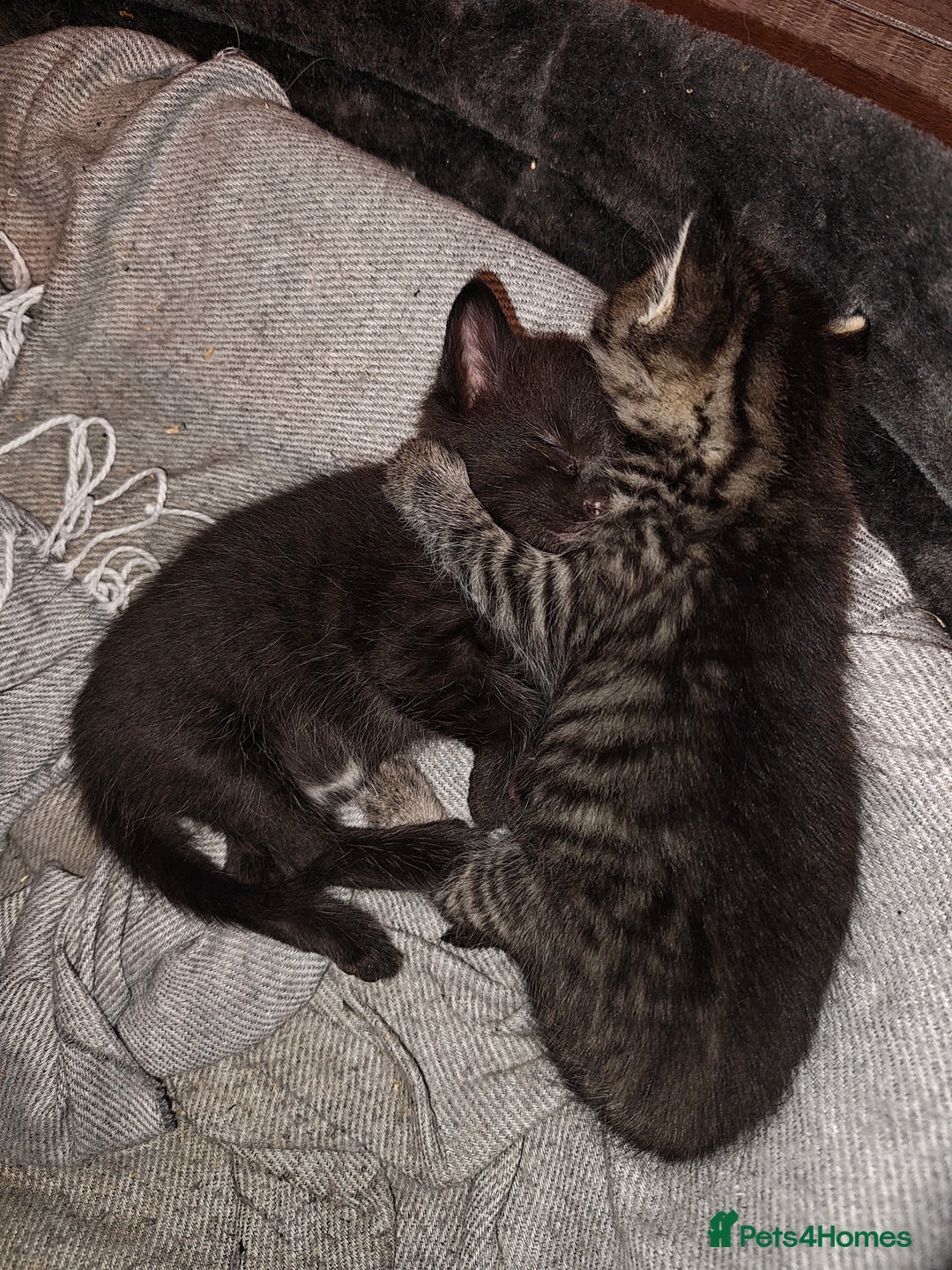 Mixed Breed cats for sale: Ragdoll (mum) X Tabby (dad) - blue eyes ! - Image 4