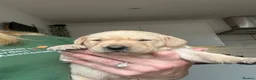 Labrador Retriever dogs for sale: My Labrador Puppys 🐾 - Advert 11