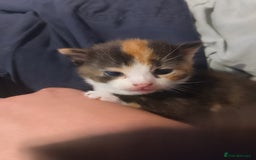 Mixed Breed cats for sale: Black and white kitten - Image 13