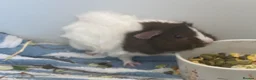 Guinea Pig rodents for sale: Guinea pig female - Advert 2