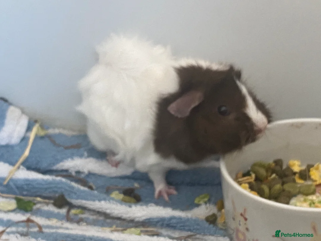 Guinea Pig rodents for sale: Guinea pig female - Advert 2