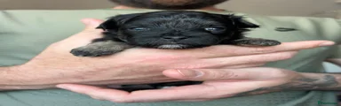 Puppy 3