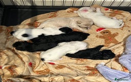 Mixed Breed dogs for sale: READY HALLOWEEN Stunning ShihpooXSproodle puppies - Image 16