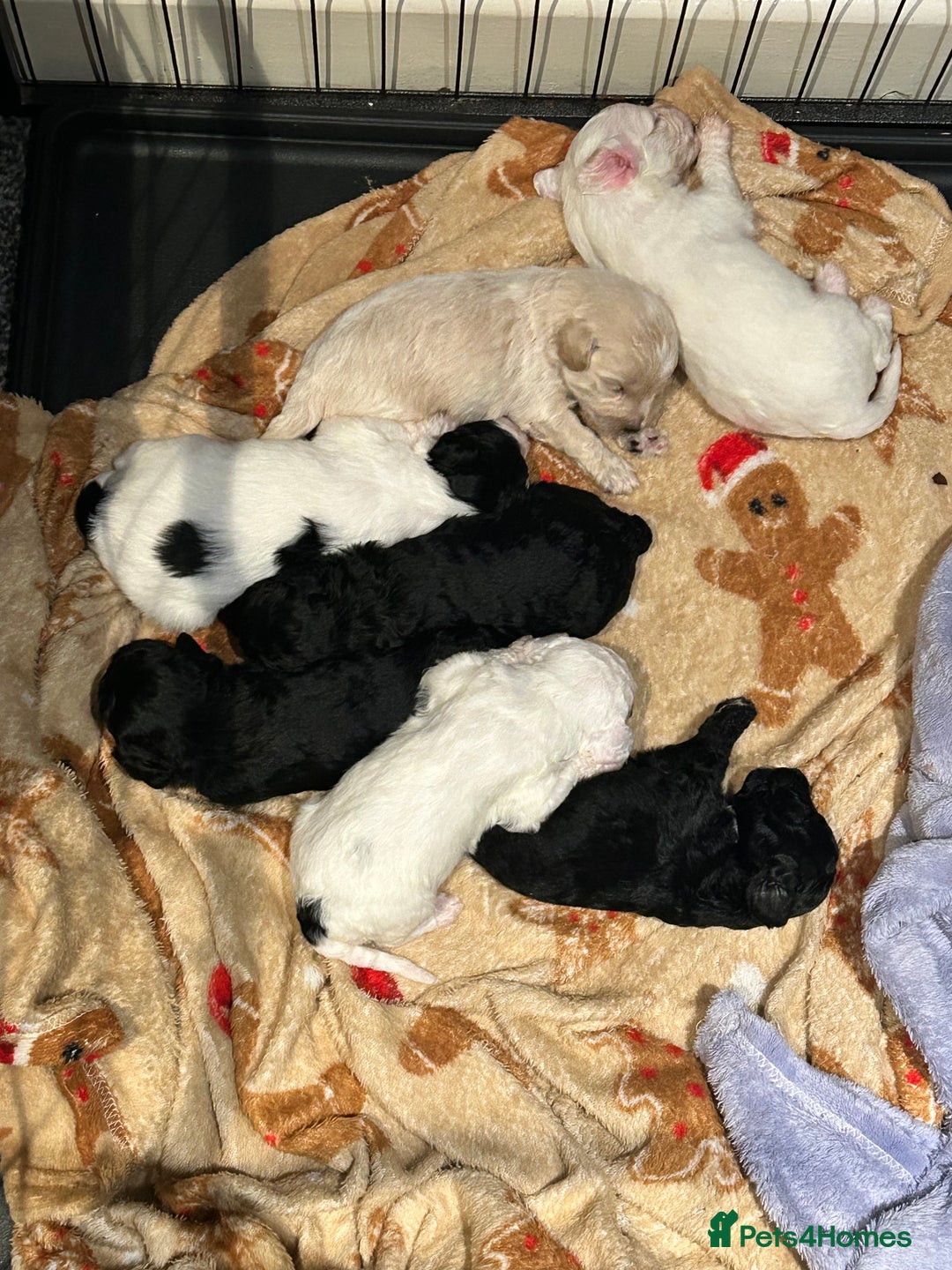Mixed Breed dogs for sale: READY HALLOWEEN Stunning ShihpooXSproodle puppies - Image 16