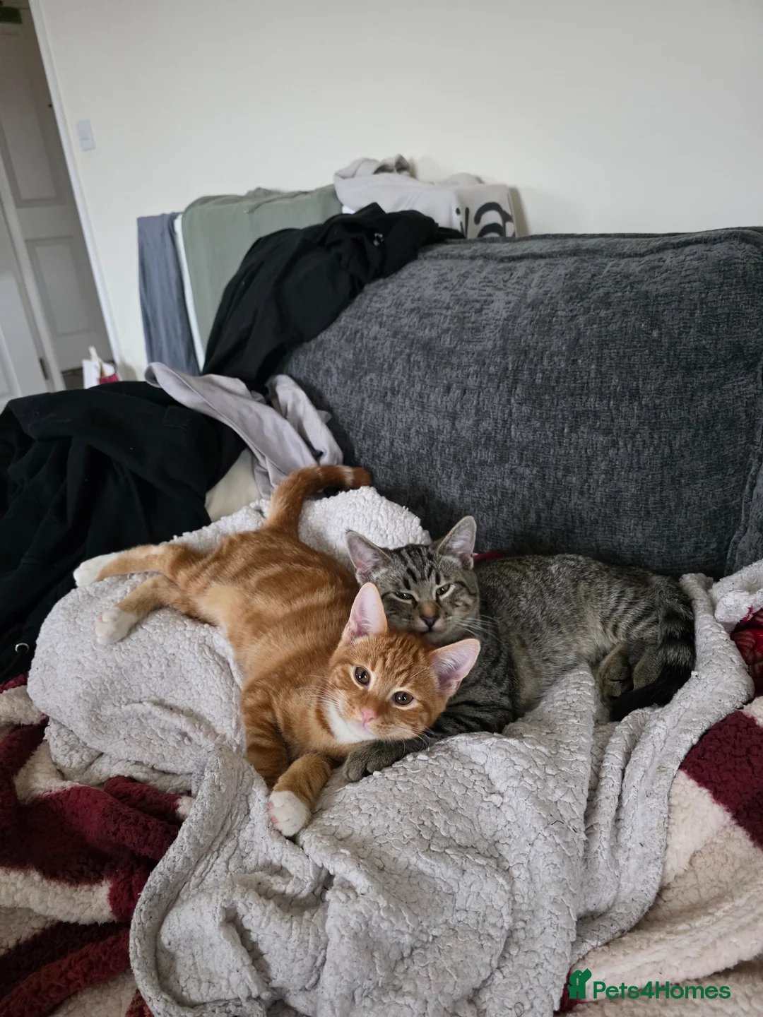 British Shorthair cats for sale: 2 6 month male kittens - Advert 5