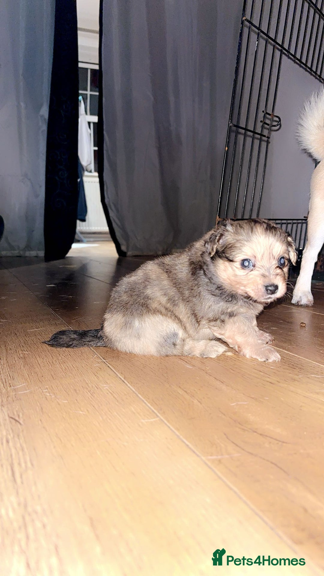 Chihuahua dogs for sale: MERLE CHIHUAHUAS 🐶 2 BOYS 1 GIRL STILL AVAILABLE - Advert 15