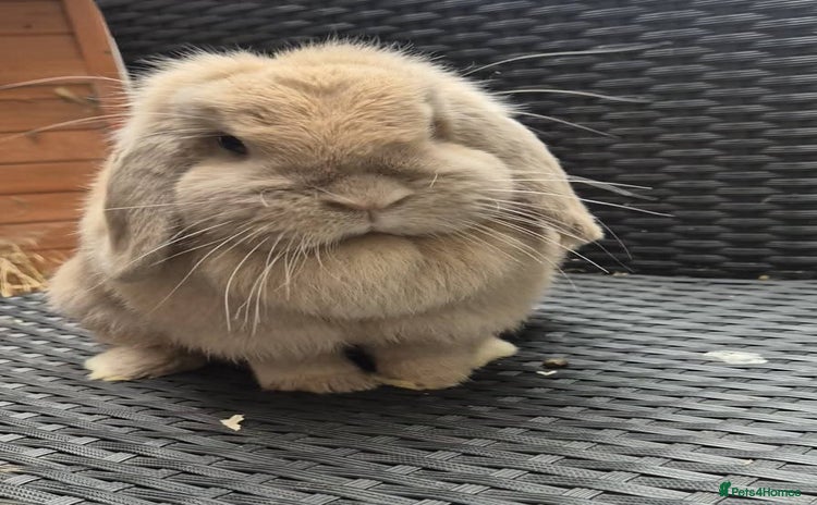 Mini Lop rabbits for sale - Advert 1