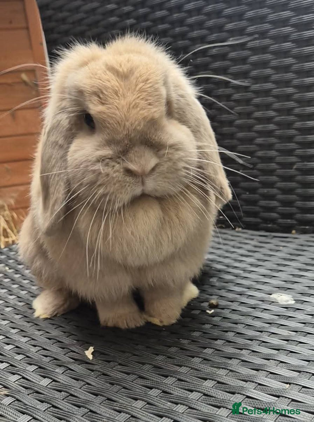 Mini Lop rabbits for sale: Mini lops - Image 1