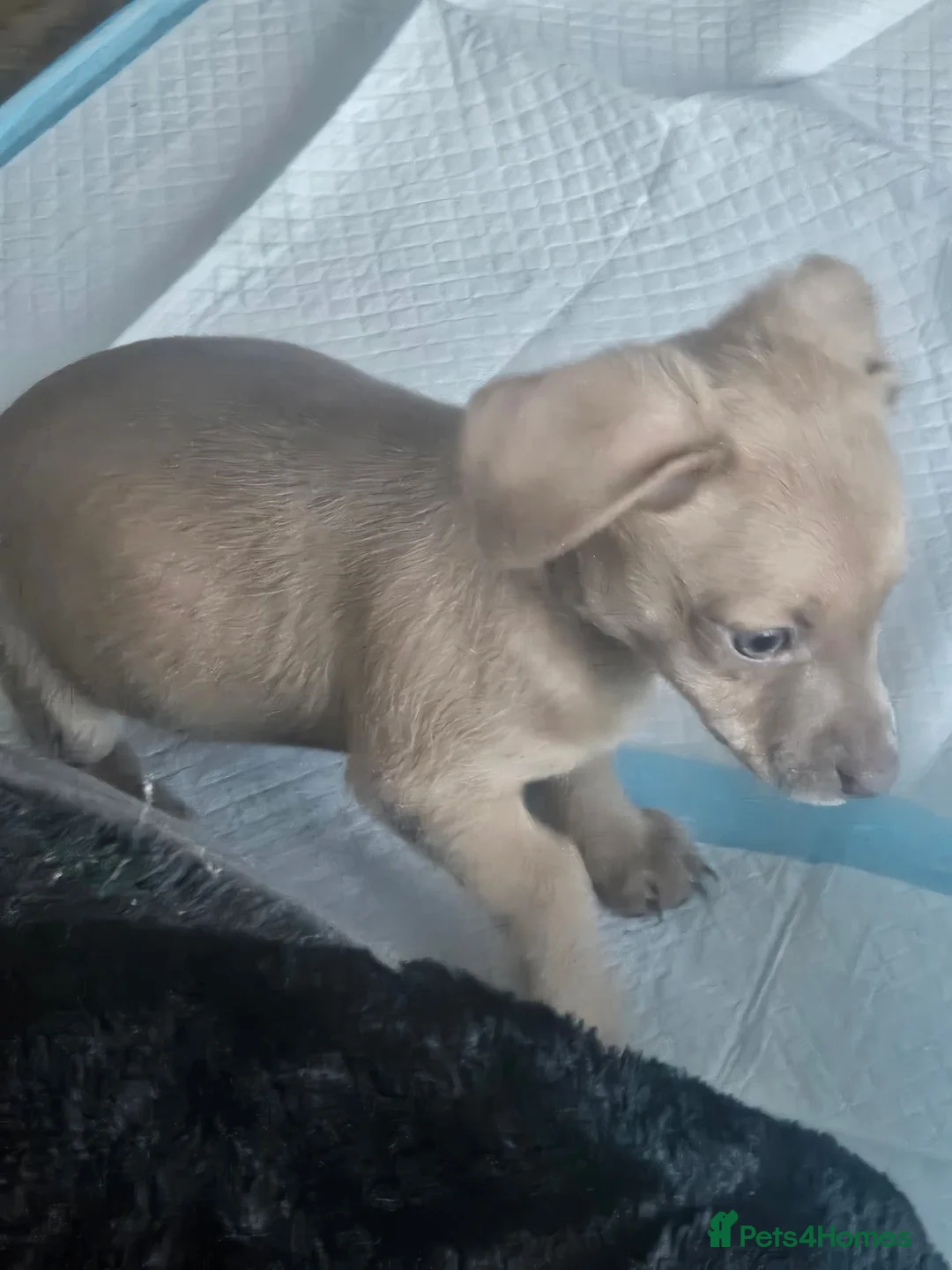 Chiweenie dogs for sale: Jessie blue eyed girl  in Nuneaton - Advert 2