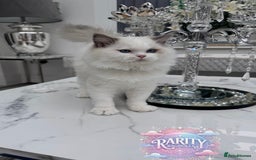Ragdoll cats for sale: Ragdolls kittens from Chinese bloodline  - Image 8