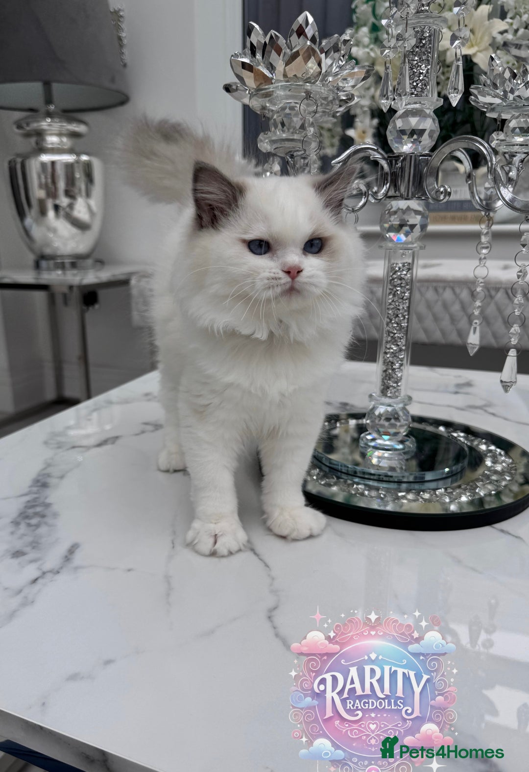 Ragdoll cats for sale: Ragdolls kittens from Chinese bloodline  - Image 8