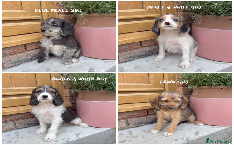 Mixed Breed dogs in Rhayader - Advert 4
