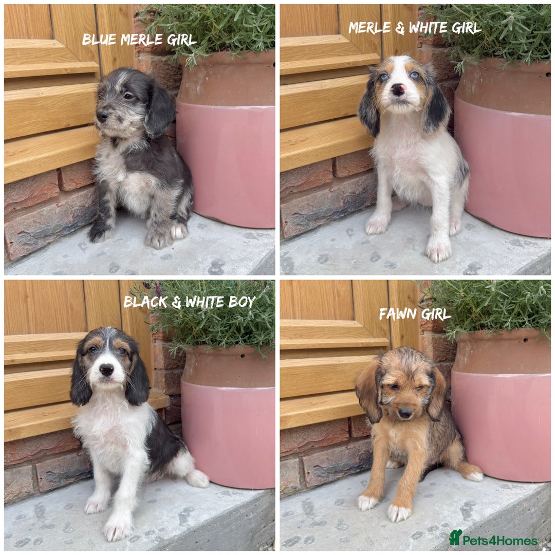 Mixed Breed dogs for sale: 🤎 BABY POOGLES (beagleXminiature poodle)🤎 in Rhayader - Image 1