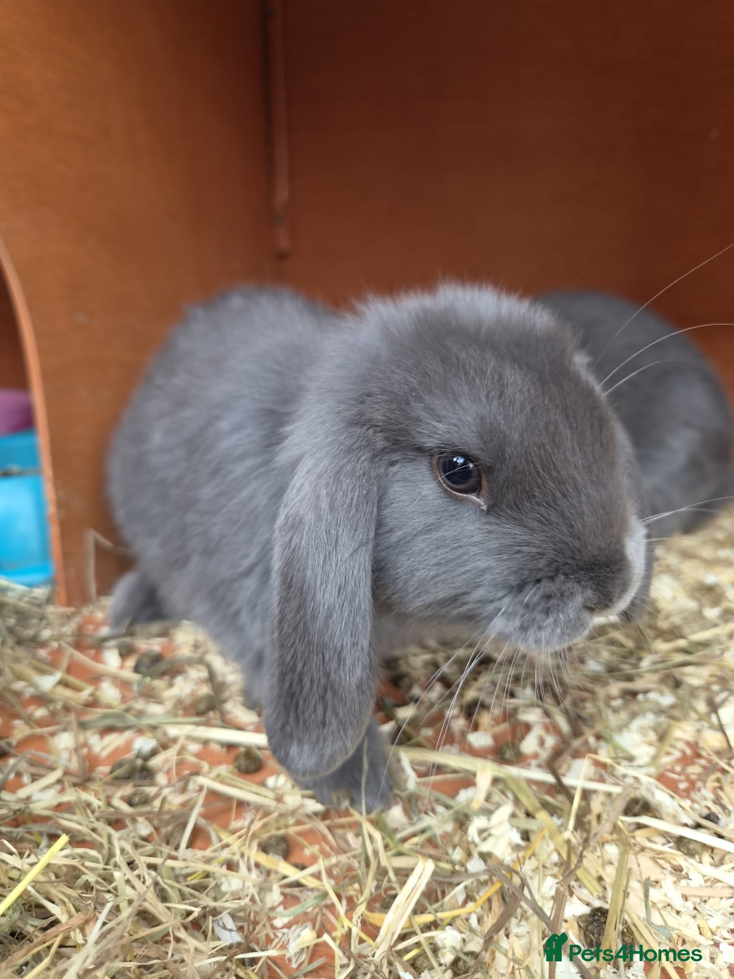 Mini Lop rabbits Gorgeous Pure Bred Mini Lops - Advert 1