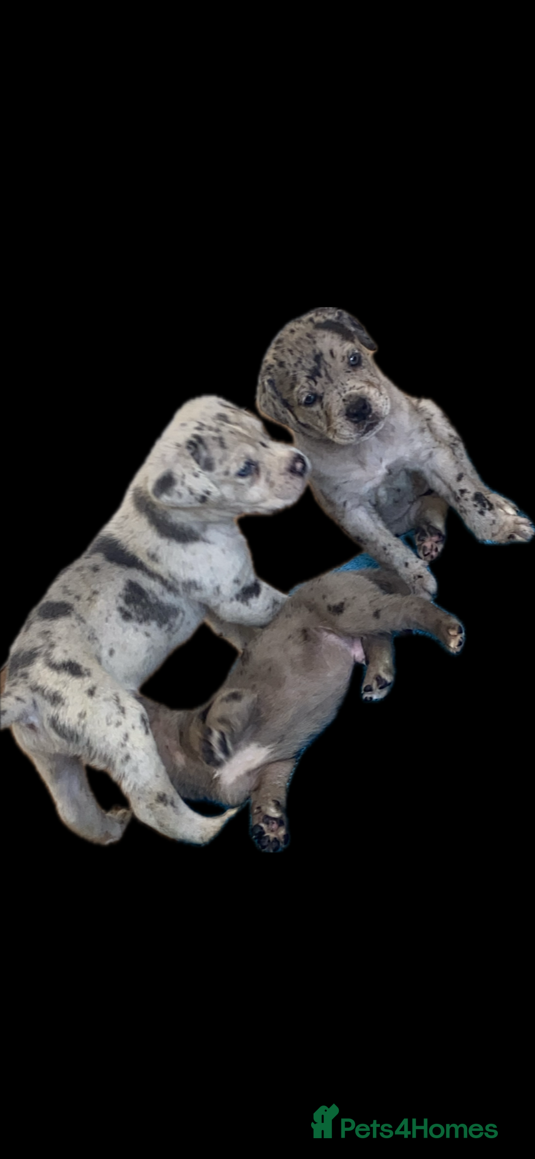 Mixed Breed dogs for sale: LAST FEMALE MISSY Cane Corso X Neapolitan Mastiffs in London - Image 1