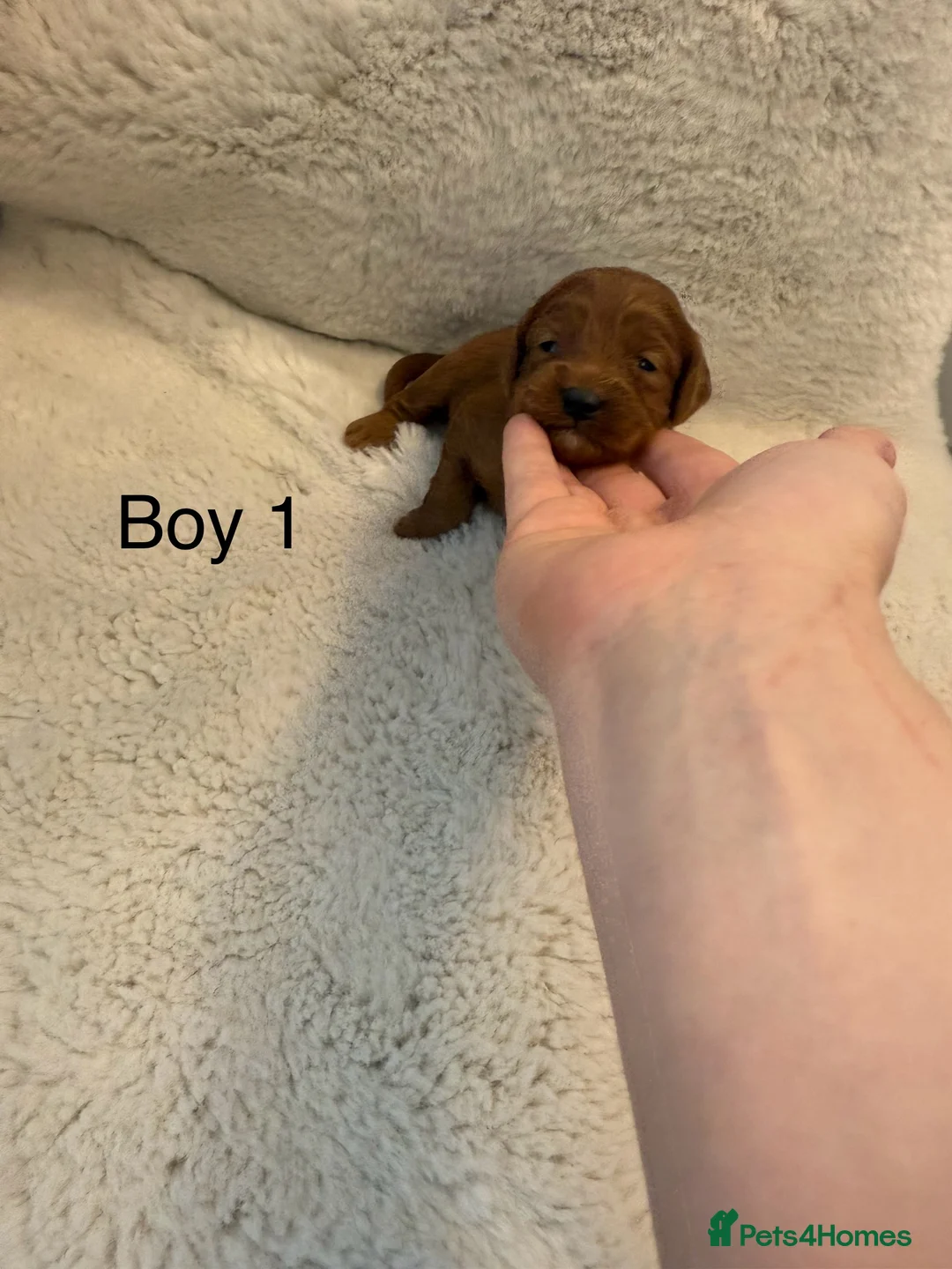 Cockapoo dogs for sale: F1 stunning cockerpoo puppies - Advert 20