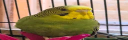Budgerigars birds for sale: Hens for breeders - Advert 6