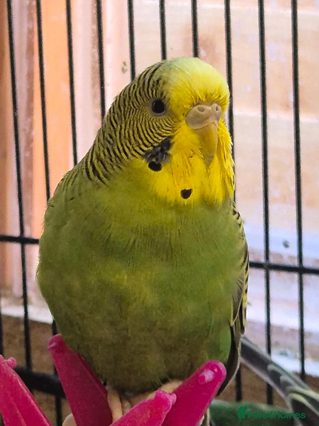 Budgerigars birds for sale: Hens for breeders - Advert 6