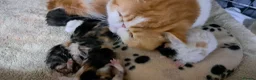 Exotic cats for sale:  Beautiful Exotic female kittens - Advert 1