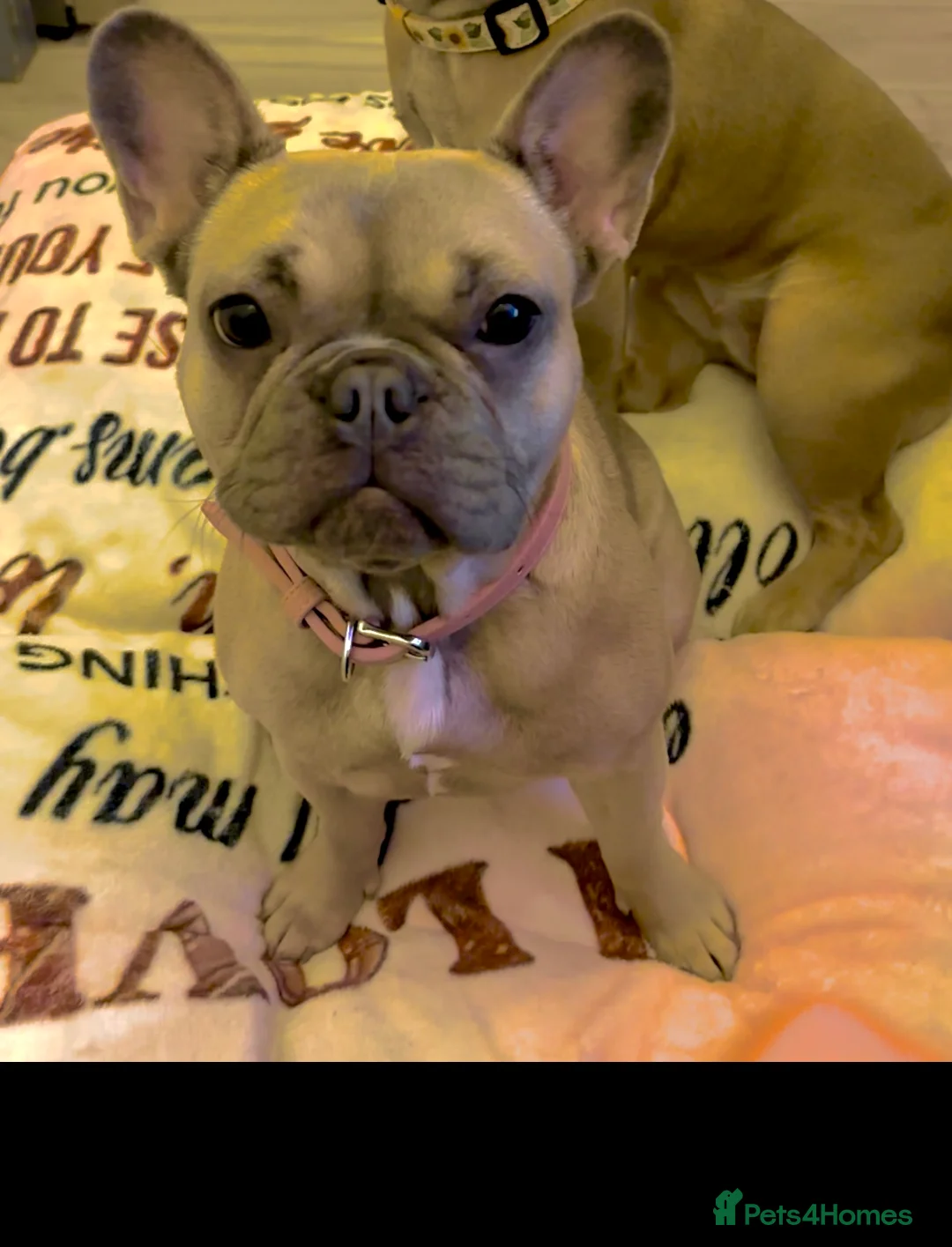 French Bulldog dogs for sale: Violet rose kc & pedigree registered - Advert 1