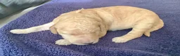 Standard Poodle dogs for sale: KC Standard Poodle Puppies - Advert 11