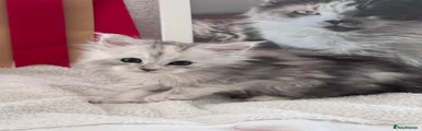 Maine Coon 3