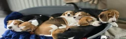 Beagle dogs for sale: Beagle Puppies  in Craigavon - Advert 4
