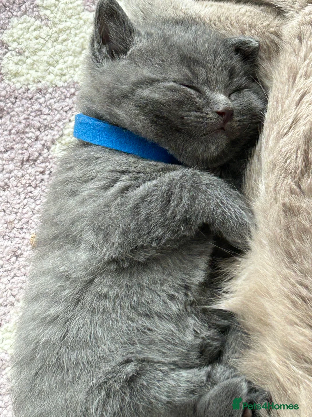 British Shorthair cats for sale: 1 Female British Shorthair 🩷🐾 - Advert 2