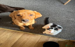Labrador Retriever dogs for sale: Beautiful Labrador  - Image 9