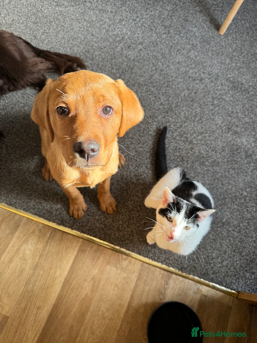 Labrador Retriever dogs for sale: Beautiful Labrador  - Image 9