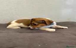 Jack Russell dogs for sale: Jack Russell puppies  - Image 21