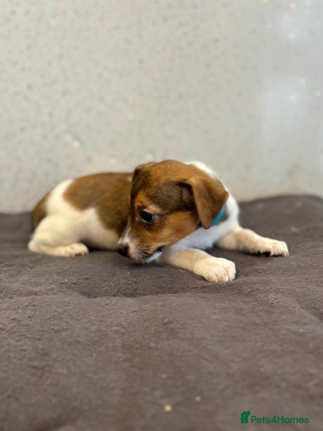 Jack Russell dogs for sale: Jack Russell puppies  - Image 21
