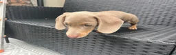 Miniature Dachshund dogs for sale: Beautiful Miniature Dachshund KC Registered  in Brentwood - Advert 19