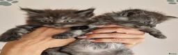 Maine Coon cats for sale: Outstanding pedigree mainecoons - Advert 2