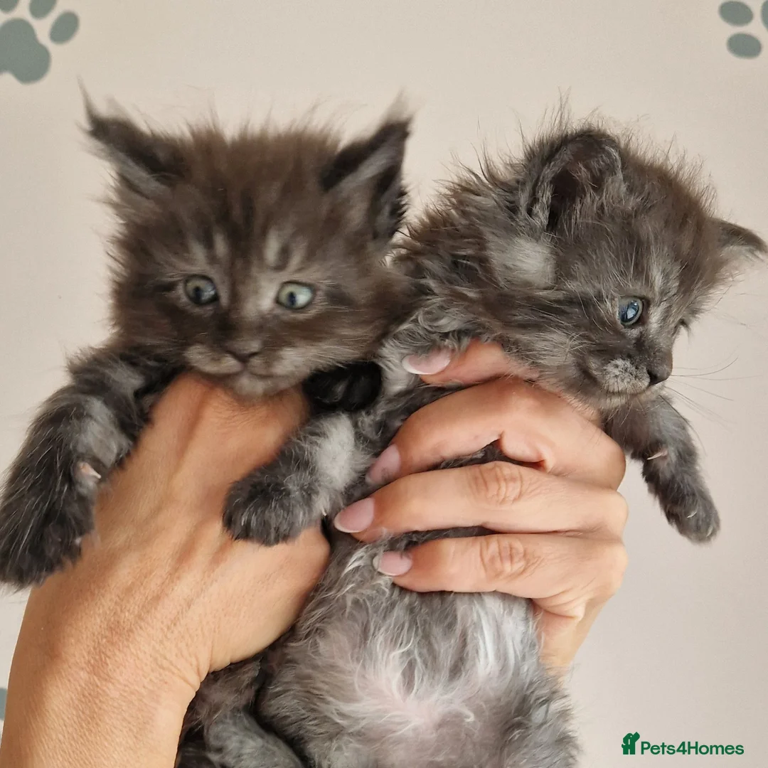 Maine Coon cats for sale: Outstanding pedigree mainecoons - Advert 2